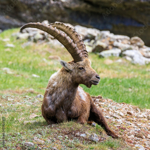 stambecco nel parco nazionale del Gran Paradiso