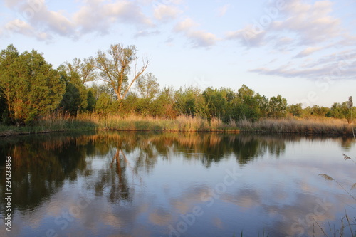 reflection of trees in water
