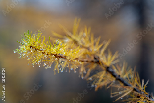 Yellow Autumn Larch Leaves photo