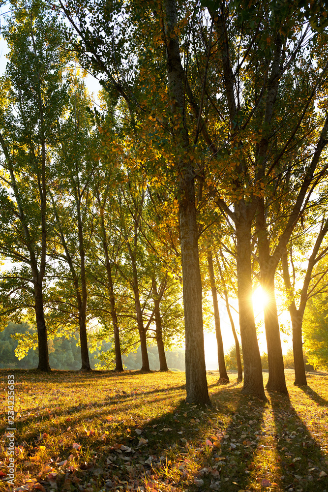 Fototapeta premium beautiful trees in the autumn forest, bright sunlight at sunset