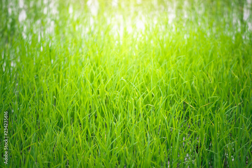 soft focus blur Close up of yellow green rice field. Texture of growing rice, floral background of green grass. Natural abstract soft green eco sunny background with grass and light spots dew