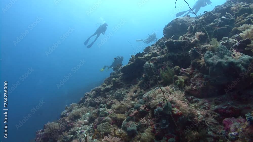 Scuba divers underwater Scuba divers underwater