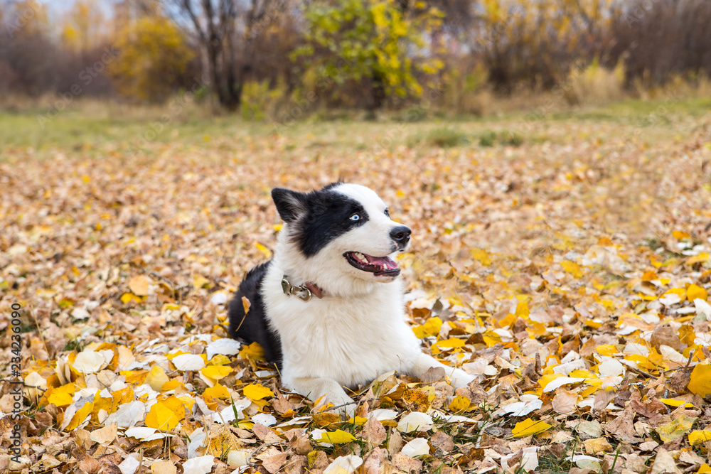 Yakut Husky with blue eyes on an autumn background in the forest Yakut Husky with blue eyes on an autumn background in the forest