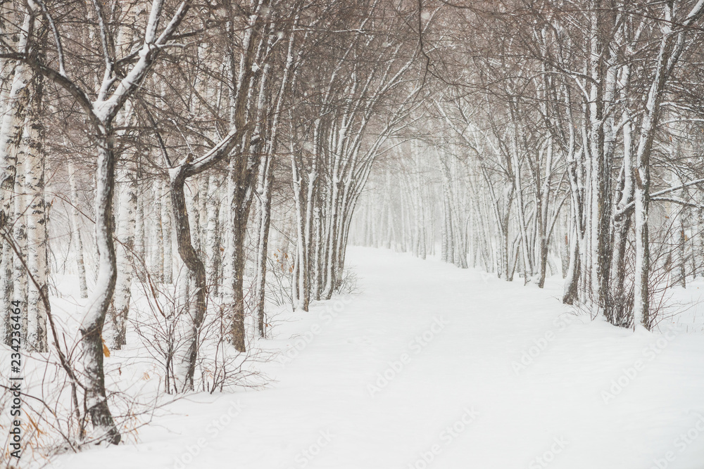 Fototapeta premium Snowy tunnel among tree branches in parkland close up. Snowy white background with alley in grove. Path among winter trees with hoarfrost during snowfall. Fall of snow. Atmospheric winter landscape.