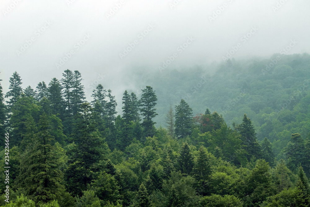 Spruce trees if fog Spruce trees if fog