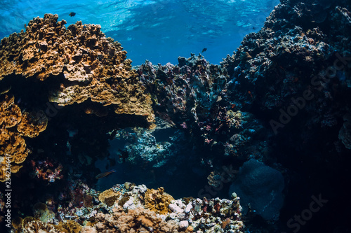 Underwater rocks with coral reef in ocean. Menjangan island  Bali