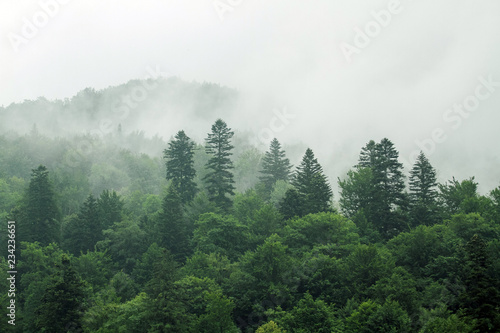 Spruce trees if fog