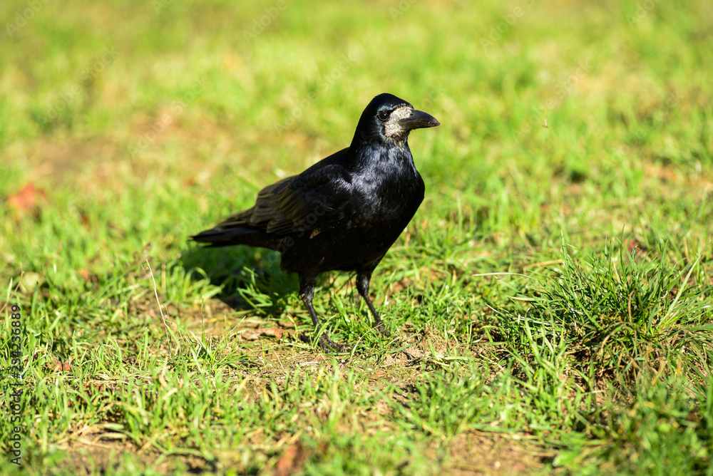 Crow on the grass. Crow on the grass.