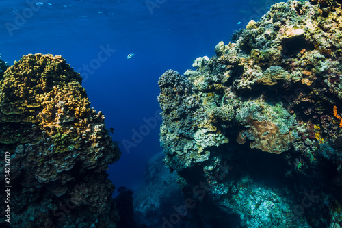 Fototapeta Naklejka Na Ścianę i Meble -  Underwater rocks with coral reef in ocean. Menjangan island, Bali