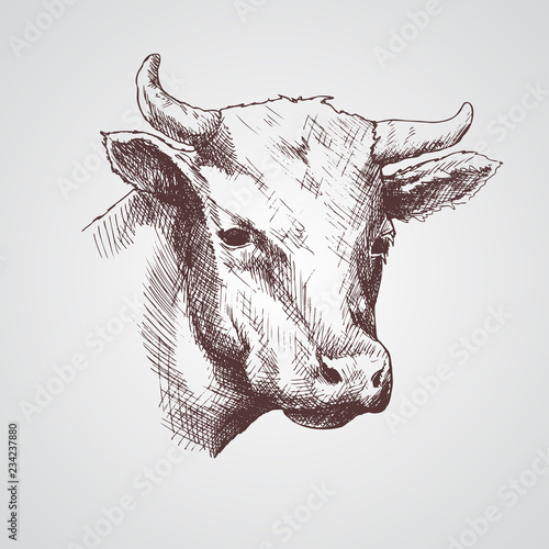 Black and white sketch of a cow's face. Vector portrait.