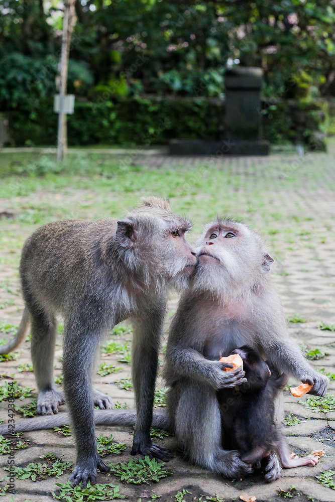 Macaque kissing in green Ubud Monkey Forest, Bali, Indonesia Macaque kissing in green Ubud Monkey Forest, Bali, Indonesia