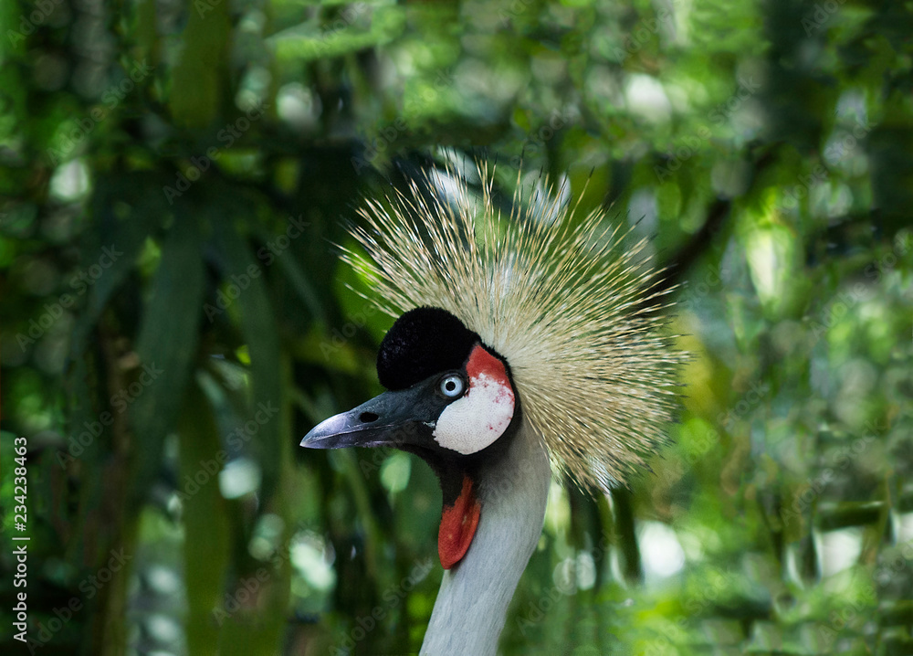Fototapeta premium Grey crowned crane bird portrait