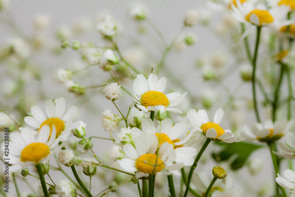 Natural background with daisies.