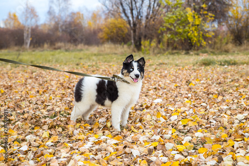 Wallpaper Mural Yakut Husky with blue eyes on an autumn background in the forest Torontodigital.ca