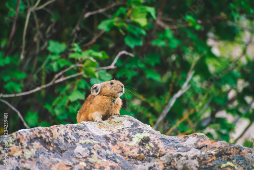 Pika rodent on cliff among rich plants of highlands. Small curious animal on rock. Little fluffy cute mammal on background of greenery. © Daniil