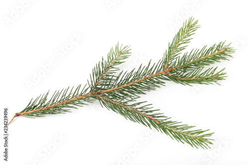 Fir tree branch ion a white background.Pine branch. Christmas fir.