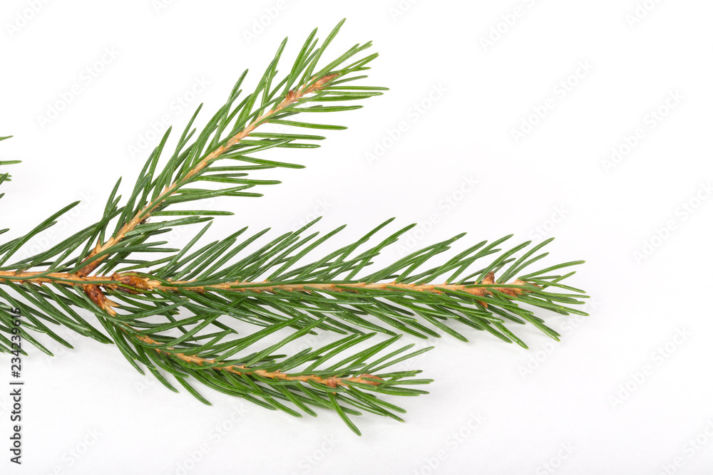 Fir tree branch ion a white background.Pine branch. Christmas fir. Fir tree branch ion a white background.Pine branch. Christmas fir.