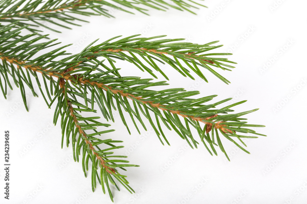 Fir tree branch ion a white background.Pine branch. Christmas fir. Fir tree branch ion a white background.Pine branch. Christmas fir.