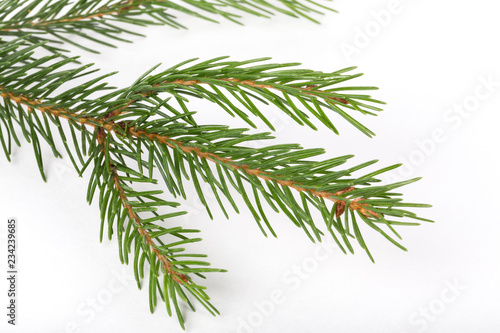 Fir tree branch ion a white background.Pine branch. Christmas fir.
