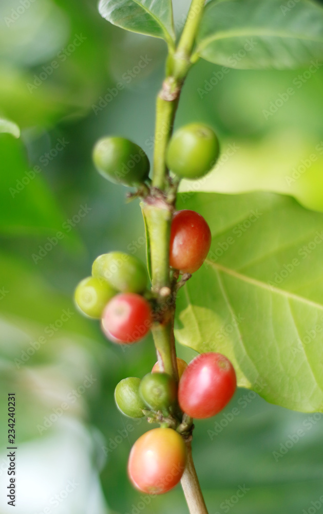 Coffee bean grow on tree in Indonesia.