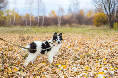 Wallpaper Mural Yakut Husky with blue eyes on an autumn background in the forest Torontodigital.ca