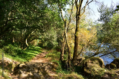 Autumn colours in the forest. Path  trees and river. Galicia  Spain  sunny day.