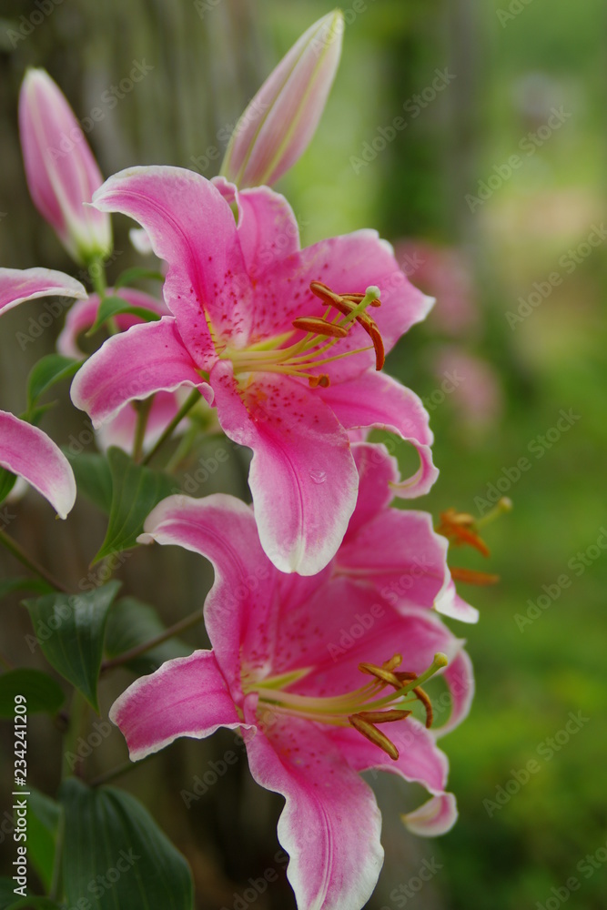 百合　ゆり　ユリ　リリー