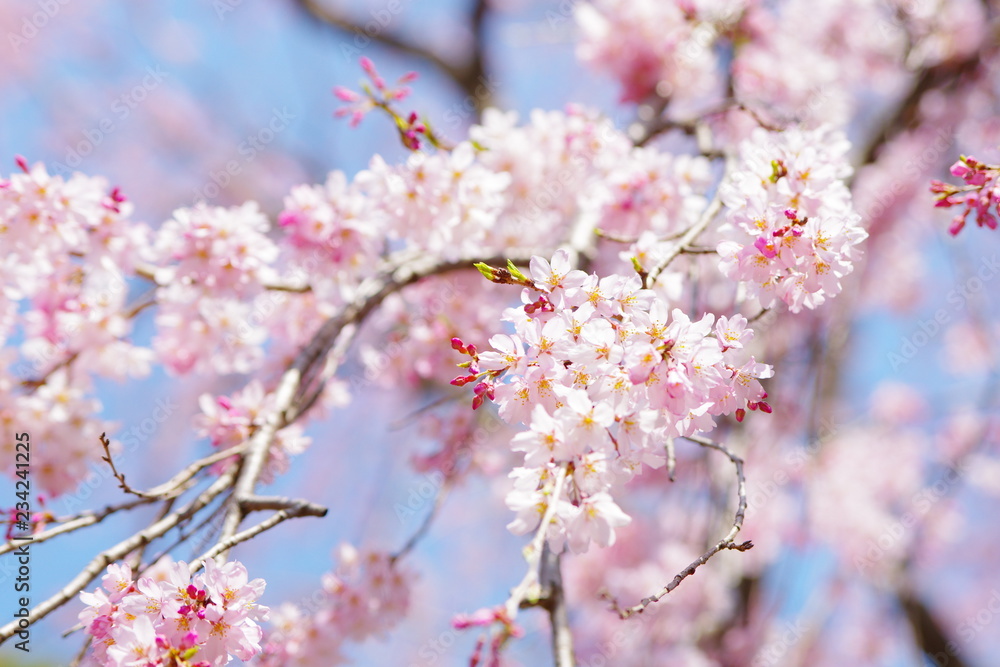 桜　さくら　サクラ