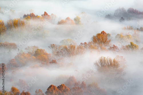 Alba autunnale sulla forsta con nebbia, Italia