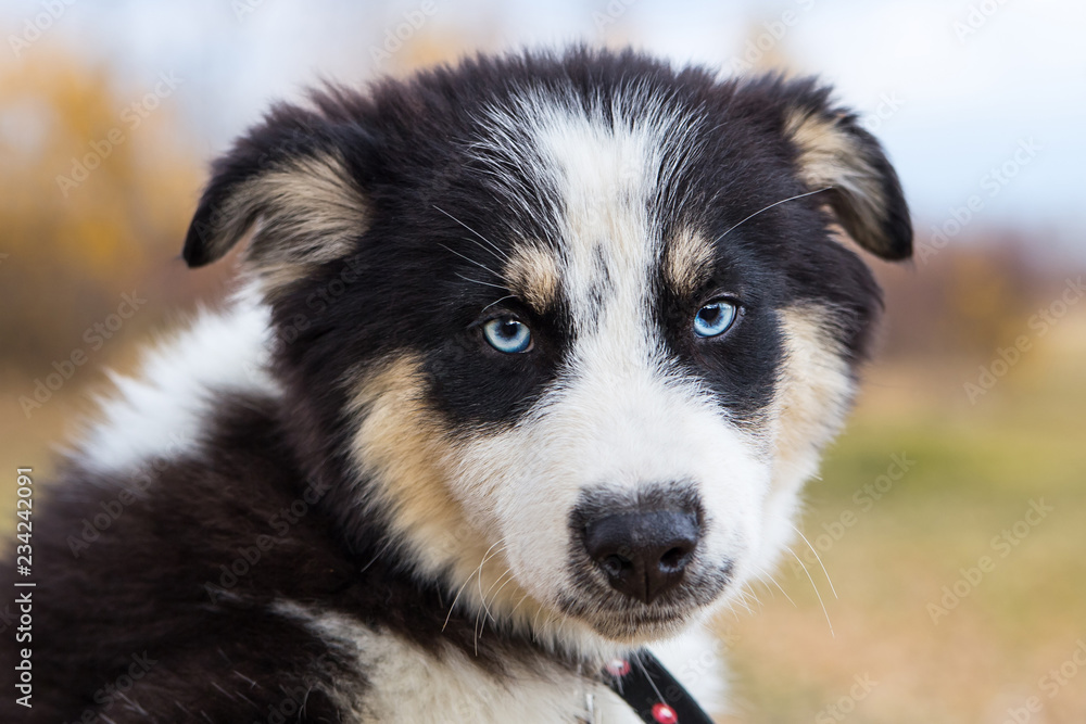 Yakut Husky with blue eyes on an autumn background in the forest Yakut Husky with blue eyes on an autumn background in the forest