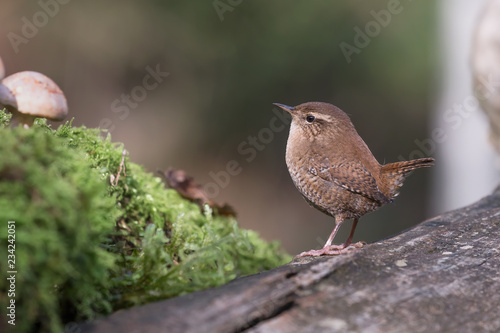 Il piccolo scricciolo (Troglodytes troglodytes)