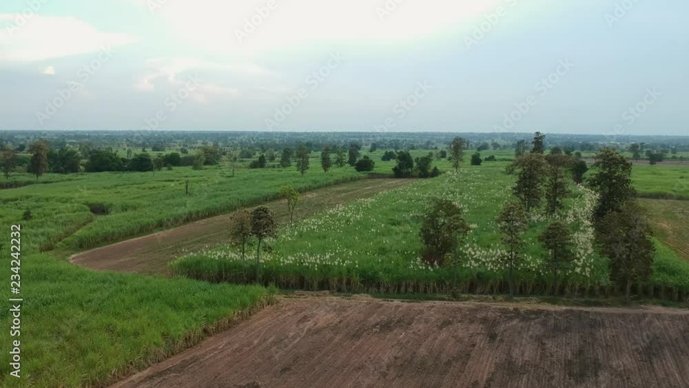 aerial view of drone fly over of sugar cane field aerial view of drone fly over of sugar cane field