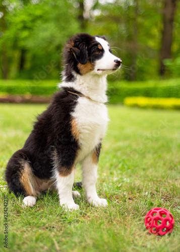 Happy Aussie dog sitting at meadow with green grass in summer or spring. Beautiful Australian shepherd puppy 3 months old. Cute dog enjoy playing at park outdoors.