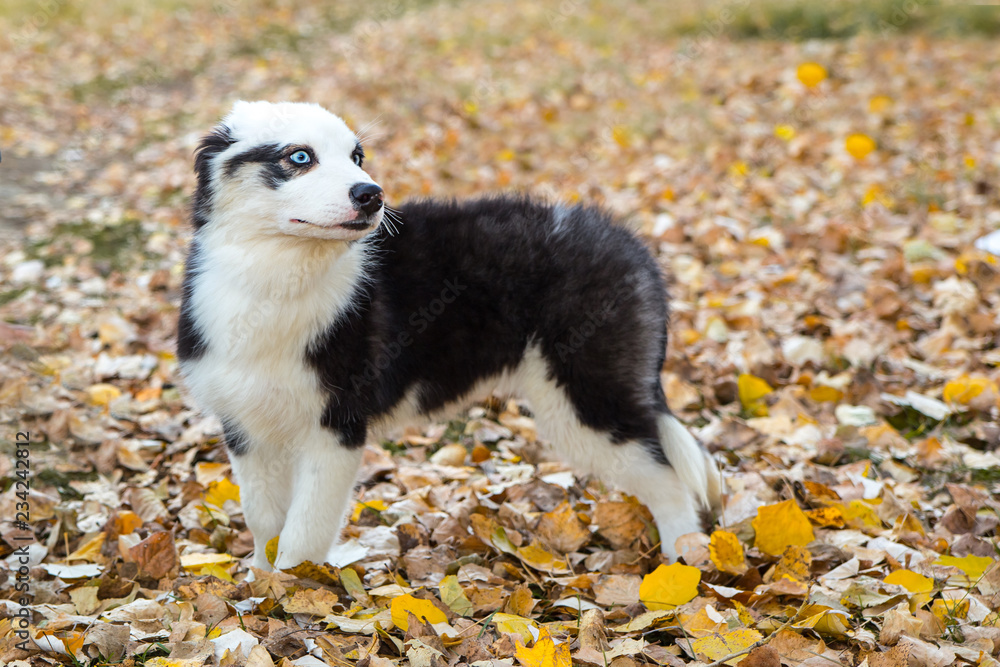 Yakut Husky with blue eyes on an autumn background in the forest Yakut Husky with blue eyes on an autumn background in the forest