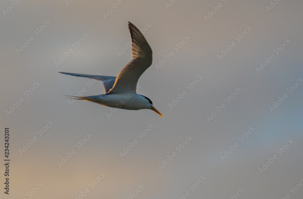 Obraz premium Crested Tern in the Early Morning Light