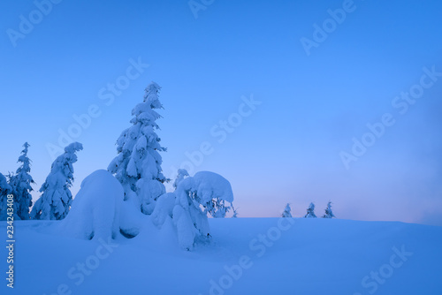 Fabulous winter trees in the snow and snowdrifts © Oleksandr Kotenko