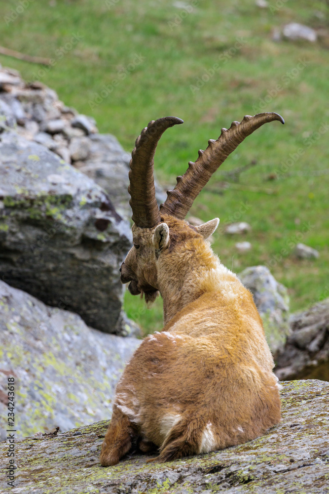 stambecco nel parco nazionale del Gran Paradiso