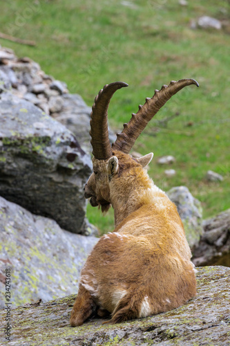 stambecco nel parco nazionale del Gran Paradiso