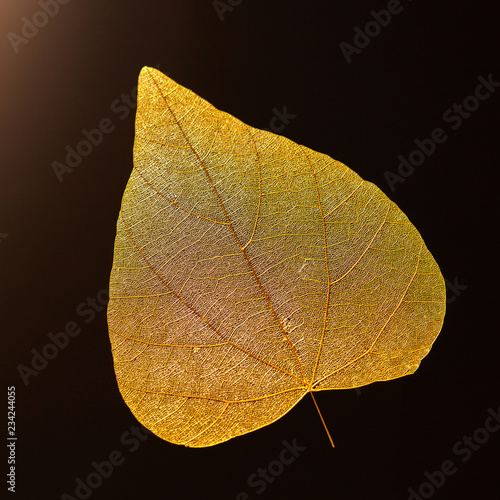 Macro photo of yellow leaf on a black background with copy space. Beautiful natural layout. Flat lay
