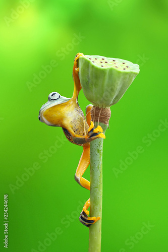 green tree frog climb to reach the top