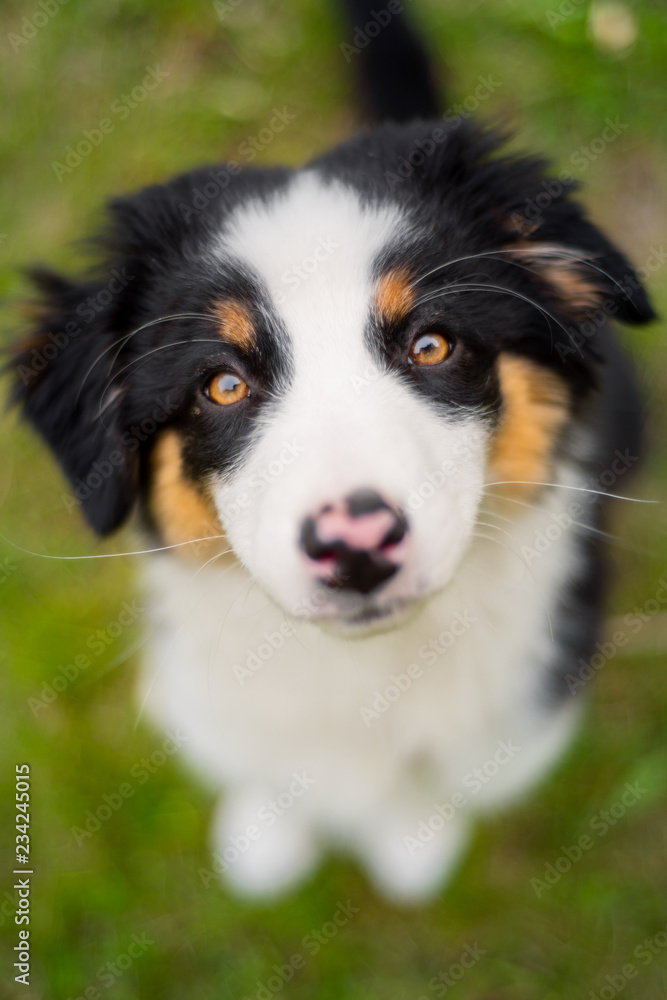 Happy Aussie on meadow with green grass in summer or spring. Beautiful Australian shepherd puppy 3 months old - portrait close-up. Cute dog enjoy playing at park outdoors.