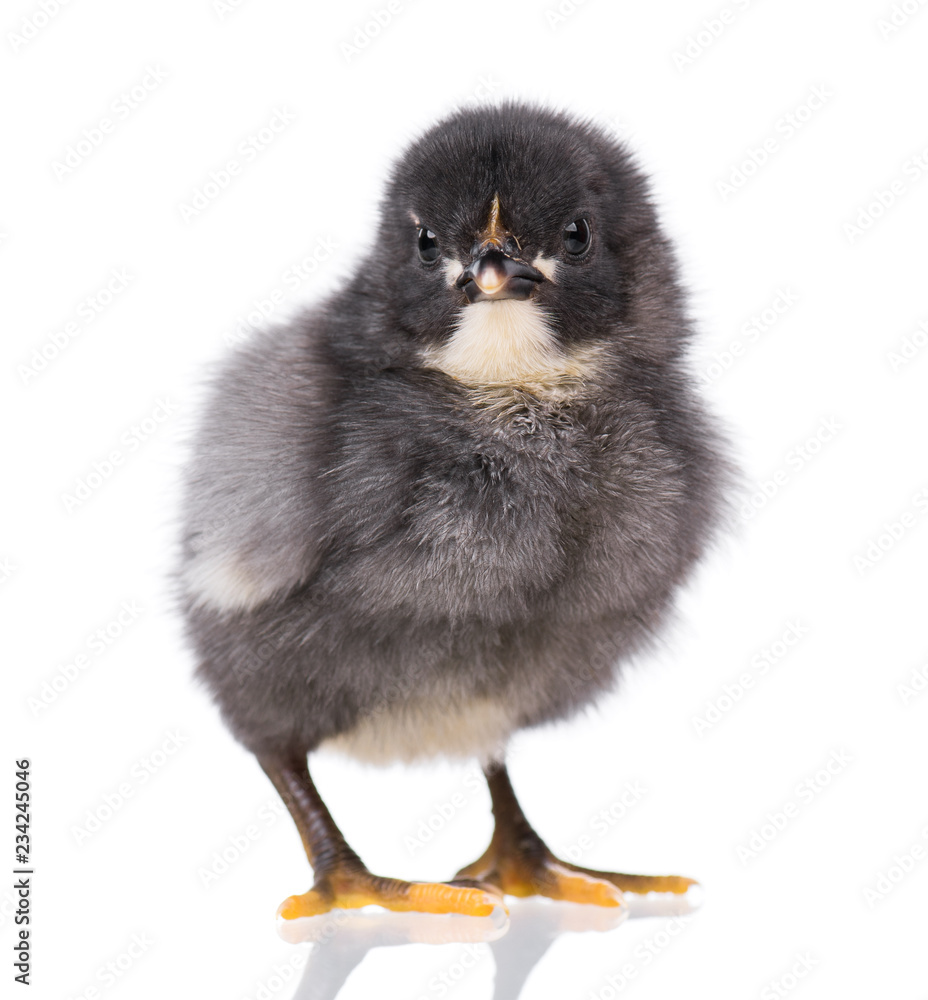 Obraz premium Cute little black chicken isolated on white background