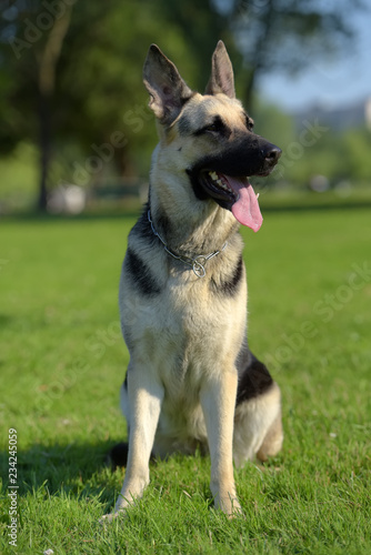 Eastern European Sheepdog sits photo