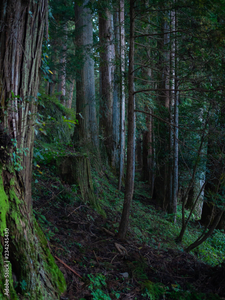 Dark forest, pine trees close up