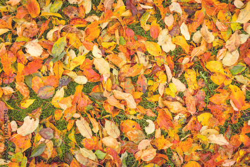 Colorful autumn leaves in the grass