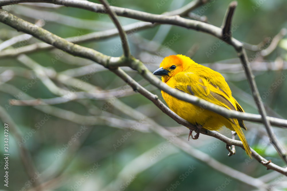 solo single yellow bird on a branch blurred wood autumn forest background solo single yellow bird on a branch blurred wood autumn forest background