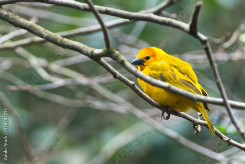 solo single yellow bird on a branch blurred wood autumn forest background