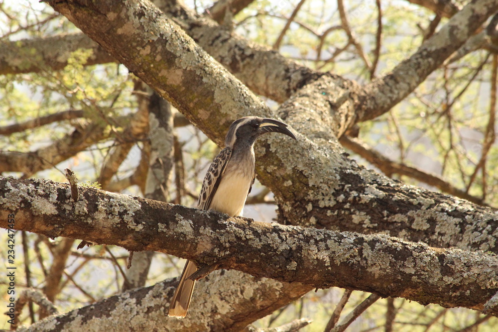 hornbill on a branch