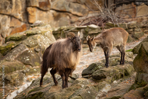 Wild Goat Couple