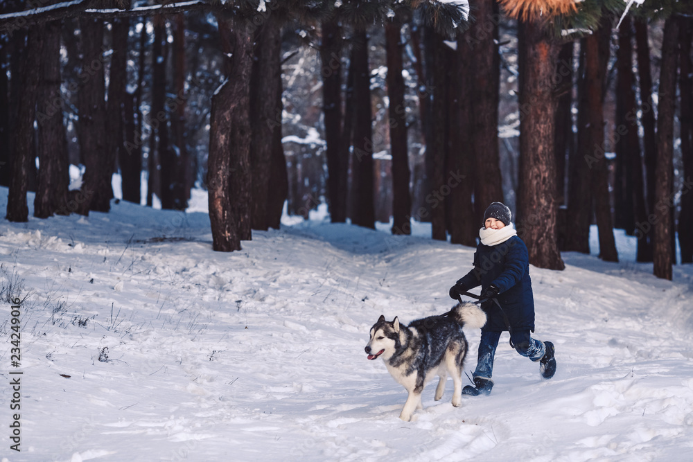 dog and boy run in the winter in the forest. The concept of active holiday in the winter holidays dog and boy run in the winter in the forest. The concept of active holiday in the winter holidays